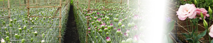 Tutoreo de Flores1