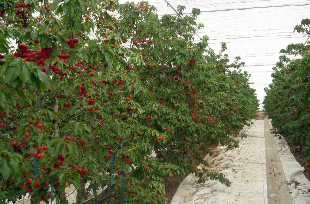 cultivo de manzana con malla rompeviento y mala cubresuelos dm tecnologias