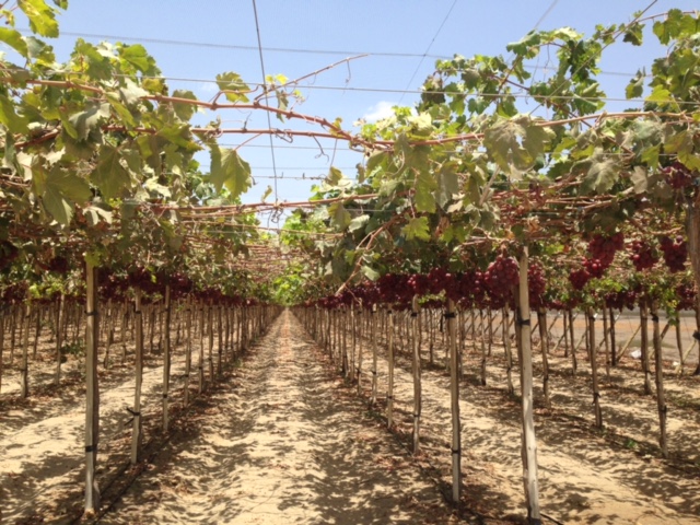 cultivo de uva en el valle de guadalupe ensenada baja california